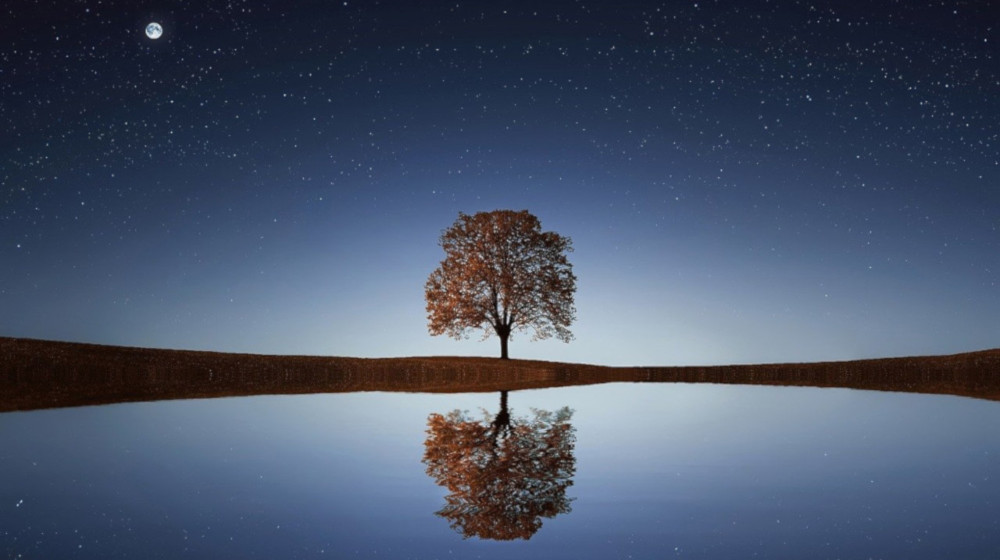 A lone tree standing on the skyline neither up nor down.